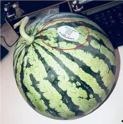 玉溪网红吃瓜,揭秘幕后故事与热门话题